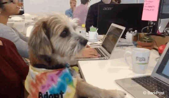 Dog wearing an adopt bandana at an office desk